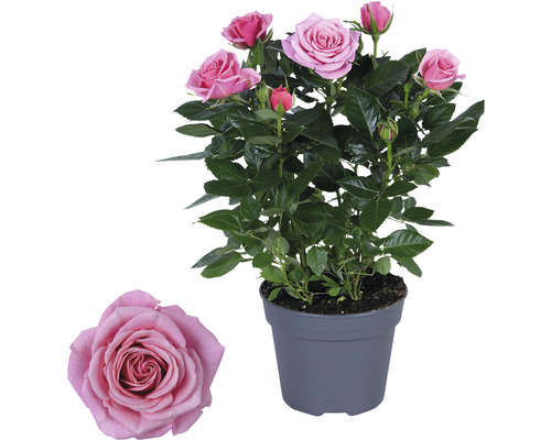 Trandafir la ghiveci cu flori roz