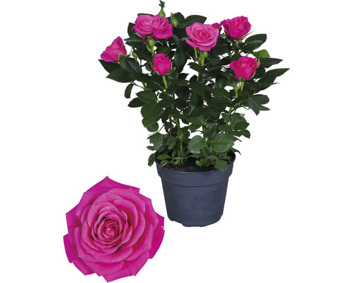 Trandafir miniatură în ghiveci cu flori