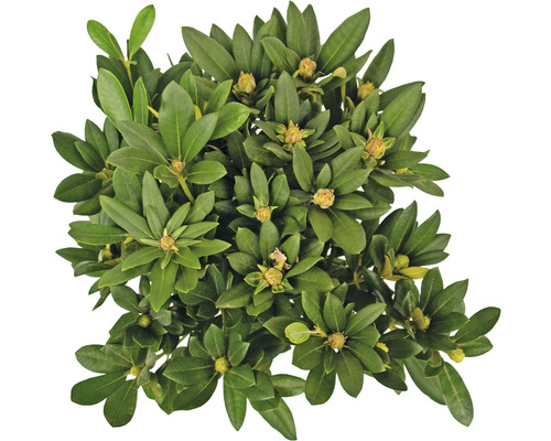 Heather japonez veșnic verde ''Little Heath'' cu frunze verzi