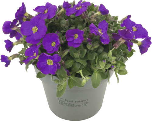 Aubrieta în ghiveci