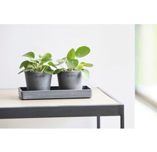 Două ghivece gri cu plante verzi pilea pe o masă