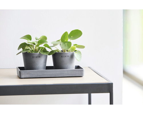 Două ghivece gri cu plante verzi pilea pe o masă