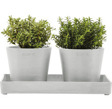 Bol dreptunghiular Ecopots plastic 25x15x2,5 cm alb-gri