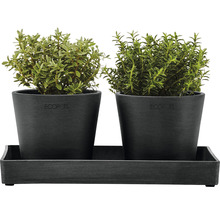 Bol dreptunghiular Ecopots plastic 25x15x2,5 cm gri închis