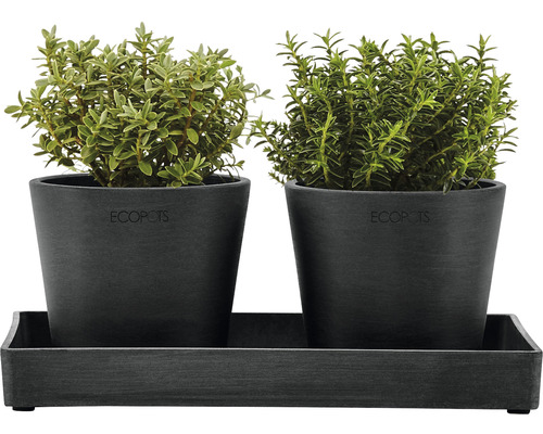 Două plante în ghivece pe o tavă