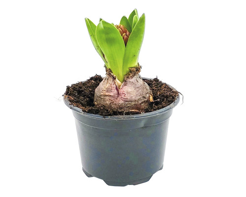 Zambila într-un ghiveci negru