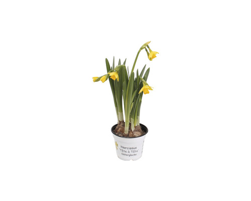 Narcisă Tête à Tête Clopoțel de Paște în ghiveci