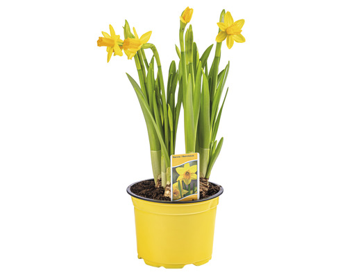 Narcise în ghiveci