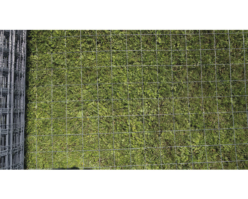 Gard din plasă metalică rulată pe iarbă