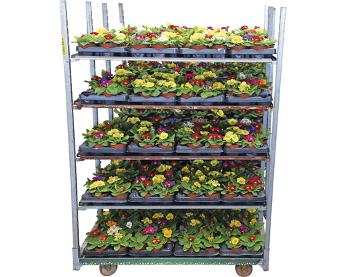 Cărucior cu flori cu primule în ghivece