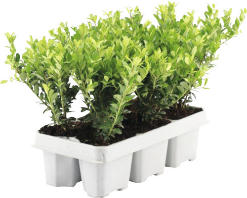 Ilex crenata 'Jenny' FloraSelf H 5-15 cm Ilex crenata 'Jenny' FloraSelf H 5-15 cm