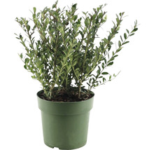 Buxus în ghiveci pentru grădină