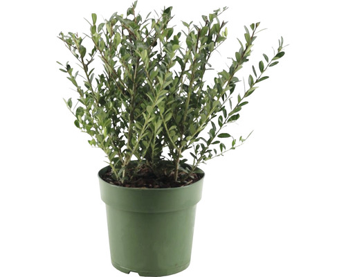 Buxus în ghiveci pentru grădină