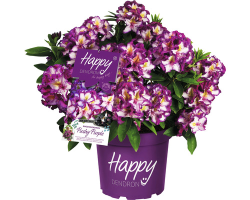 Rhododendron Pushy Purple în ghiveci