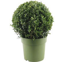 Buxus sub formă de sferă în ghiveci