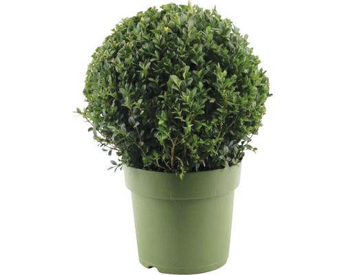 Buxus sub formă de sferă în ghiveci