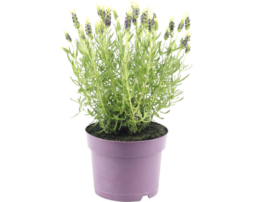 Lavandă FloraSelf Lavandula stoechas 'Anouk' H 20-25 cm ghiveci Ø 15 cm alb Lavandă în ghiveci