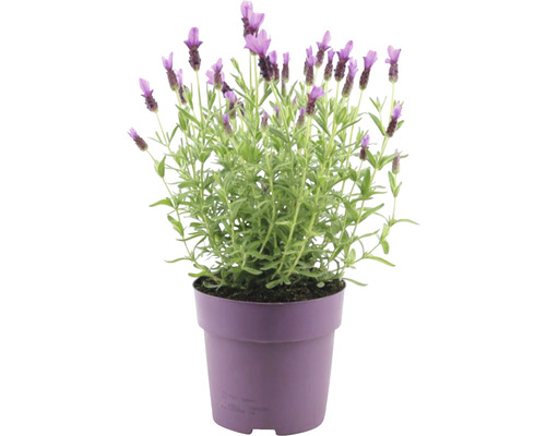 Lavandă FloraSelf Lavandula stoechas 'Anouk' H 20-25 cm ghiveci Ø 15 cm roz Lavandă în ghiveci