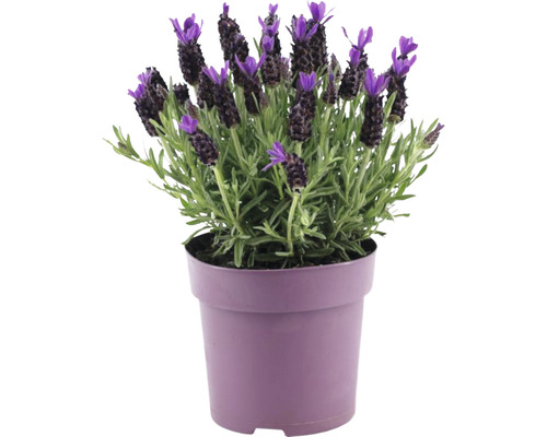 Lavandă FloraSelf Lavandula stoechas 'Anouk Premium Star' H 20-25 cm ghiveci Ø 15 cm