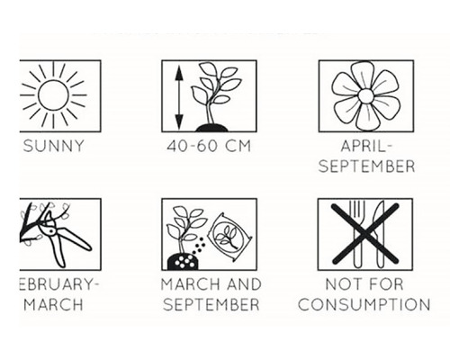 Informații despre plante: locație însorită, înălțime de creștere de la 40 la 60 cm, perioada de înflorire aprilie până în septembrie, tăiere februarie până în martie, semănare martie și septembrie, nu este destinat consumului