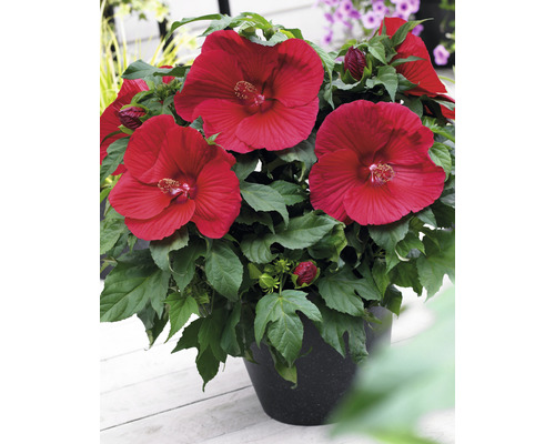 Hibiscus în ghiveci cu flori roșii și frunze verzi