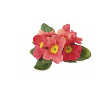 Flori de primula cu frunze