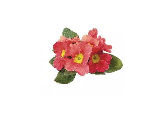 Flori de primula cu frunze