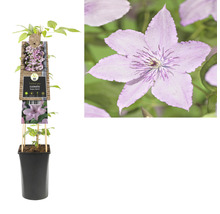 Plantă Clematis în ghiveci