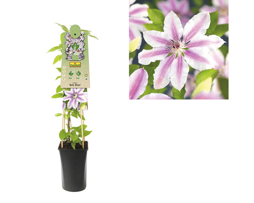 Clematita Nelly Moser FloraSelf Clematis Hybride' Nelly | HORNBACH
