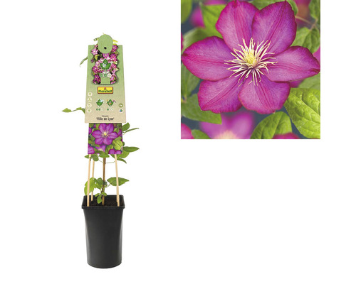 Clematis Ville de Lyon în ghiveci cu suport de cățărare