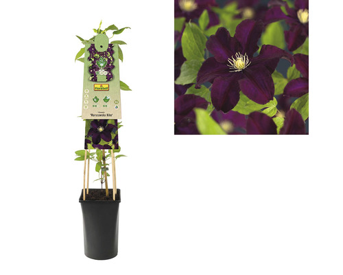 Clematita FloraSelf Clematis Hybride 'Warszawska Nike' H | HORNBACH