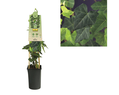 Iederă în ghiveci cu suport de cățărare, plantă de interior