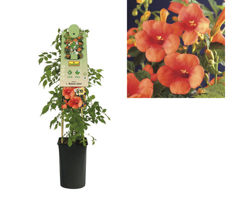 Floare trompetă într-un ghiveci