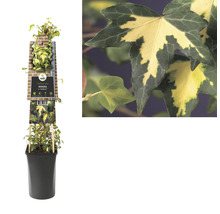 Plantă de iederă în ghiveci cu etichetă de soi