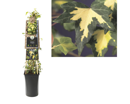 Plantă de iederă în ghiveci cu etichetă de soi