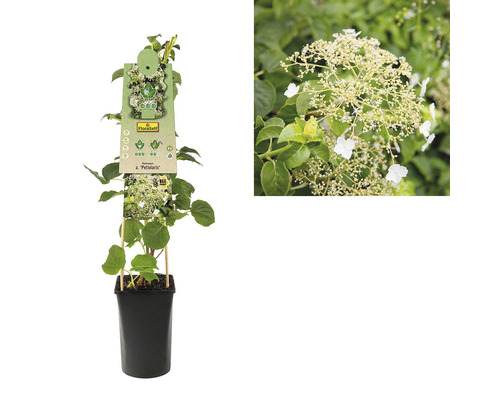 Hortensie cățărătoare în ghiveci cu etichetă de plantă și prim-plan al florii