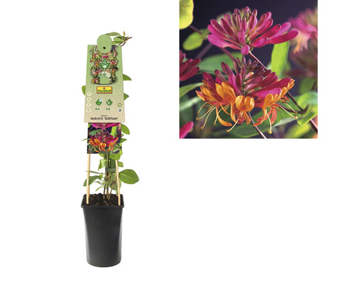 Caprifoi ''Goldflame'' în ghiveci