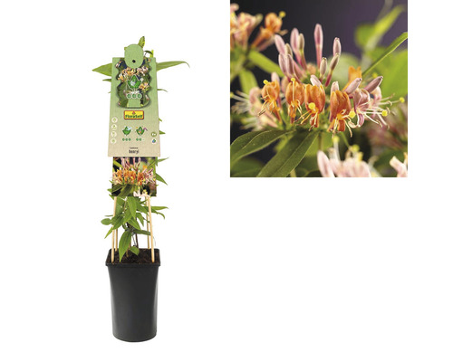 În imagine este prezentată o plantă caprifoi la ghiveci.