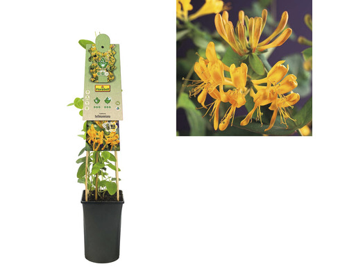 Planta caprifoi auriu în ghiveci