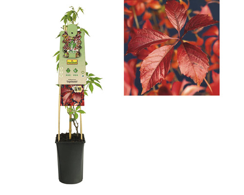 Plantă tânără de viță sălbatică în ghiveci cu suport de cățărare