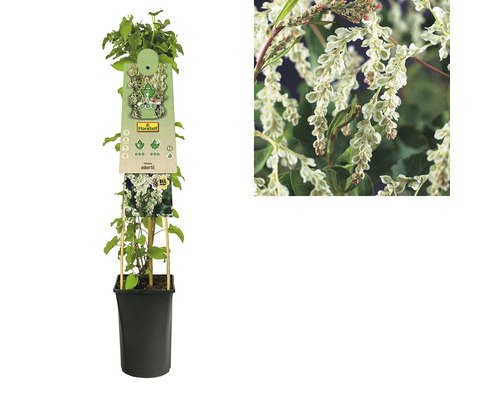 Iederă chinezească în ghiveci cu etichetă de plantă și prim-plan al florilor