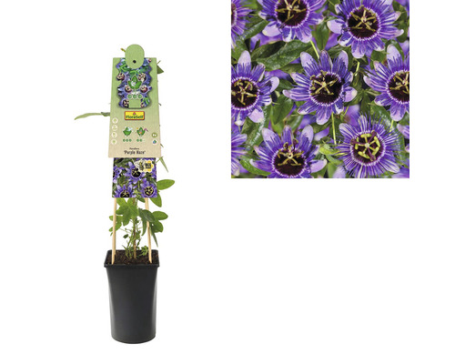 Floarea Pasiunii FloraSelf Passiflora caerulea 'Purple Haze' H 50-70 cm ghiveci Ø 16 cm