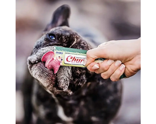 Buldog francez linge gustarea pentru câini și pisici Inaba Churu