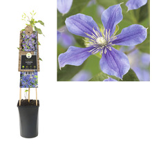 Clematis în ghiveci cu suport de cățărare