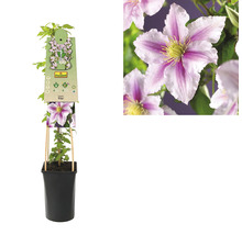 Clematis în ghiveci cu suport de cățărare