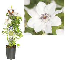 Clematita FloraSelf Clematis Cultivars Hybrid alb H 50-60 cm Co 3 L