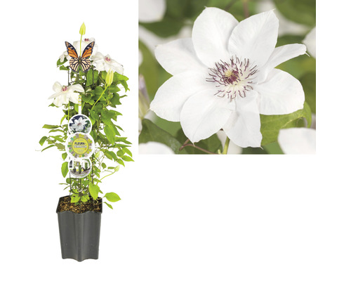 Clematita FloraSelf Clematis Cultivars Hybrid alb H 50-60 cm Co 3 L