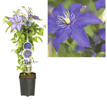 Clematita FloraSelf Clematis Cultivars Hybrid albastru H 50-60 cm Co 3 L