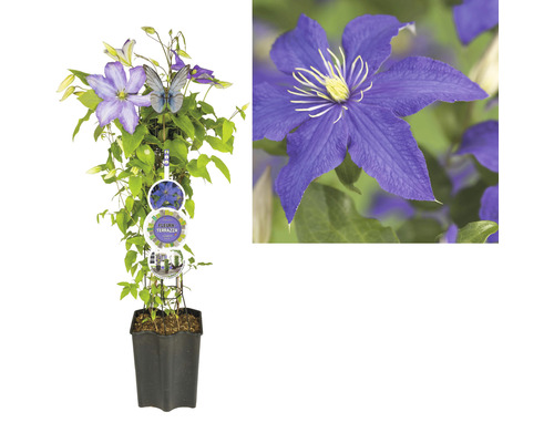 Plantă cățărătoare Clematis în ghiveci cu suport și flori