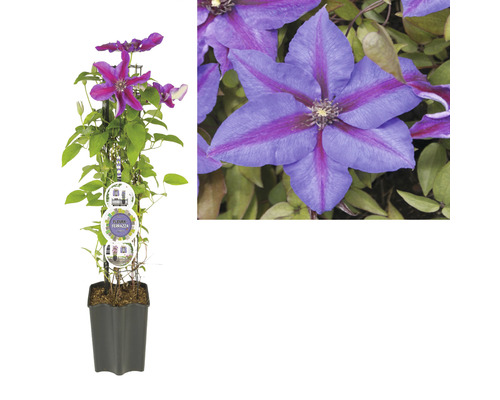 Clematis albastru-violet în ghiveci cu suport pentru cățărat